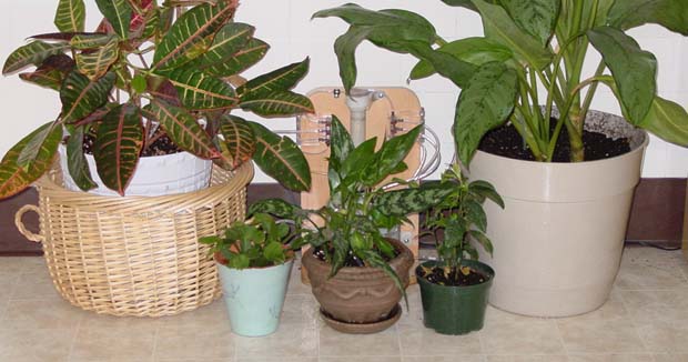 Plant Waterer Plant Waterer